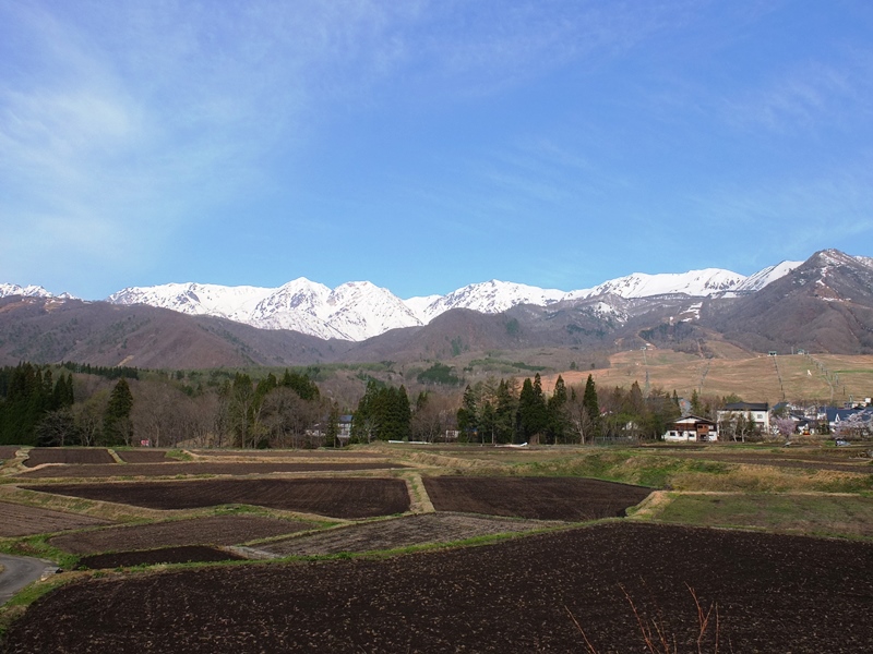 畑越しの白馬連山