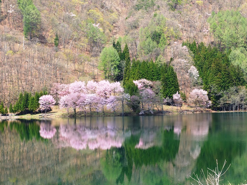 写真：なかつなこのさくら