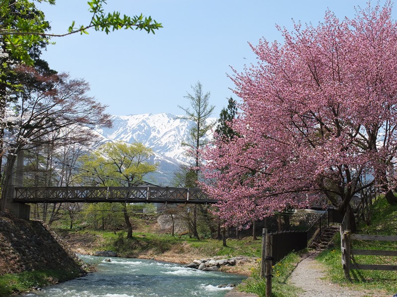 桜と清流と白馬