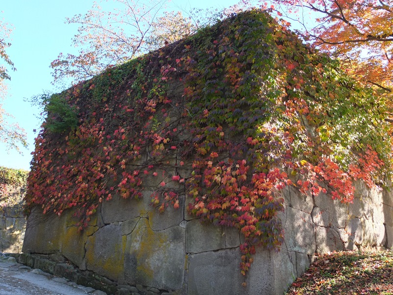 石垣の紅葉
