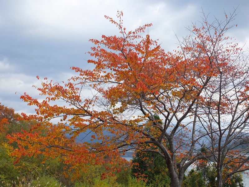 宝仙湖畔の紅葉2