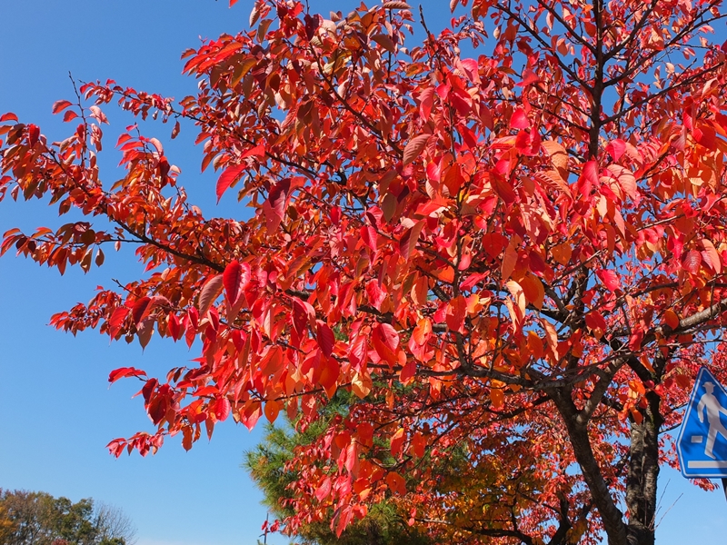 桜の紅葉